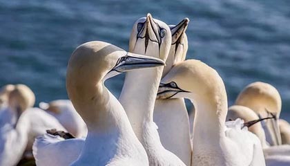 九游下载官网-UFC中国赛开战，李景亮TKO终结对手引发热议，李景亮ufc2021