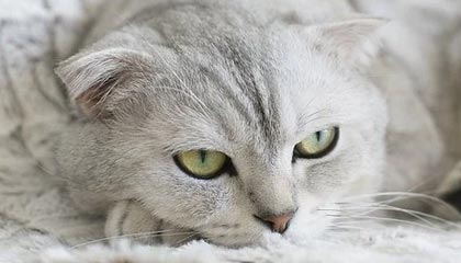 九游下载官网-UFC中国赛开战，李景亮TKO终结对手引发热议，李景亮ufc2021