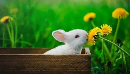 九游下载官网-UFC中国赛开战，李景亮TKO终结对手引发热议，李景亮ufc2021